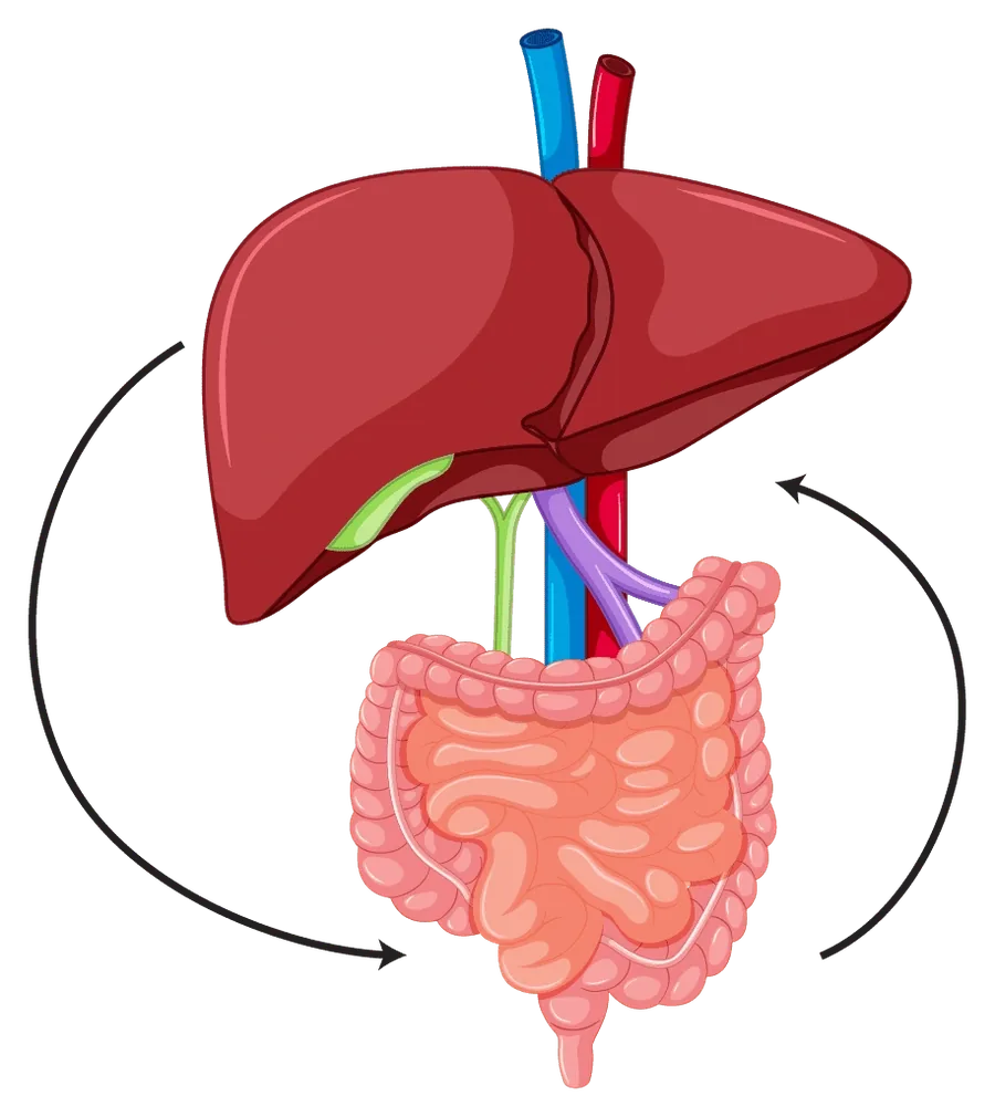 An organ illustration showing the gut and the liver